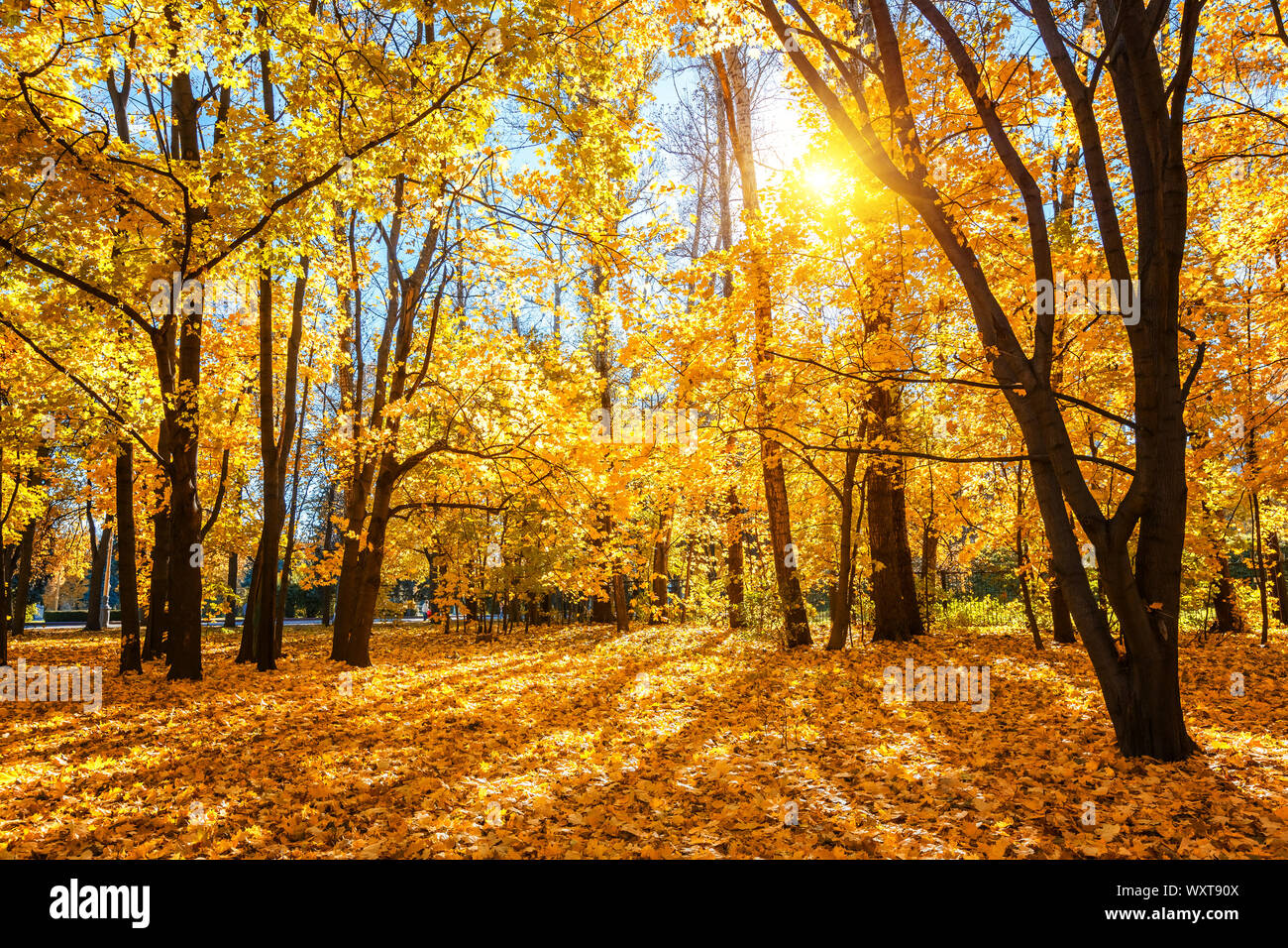 Sunny Autunno nel parco Foto Stock Sunny Autunno nel parco Foto Stock