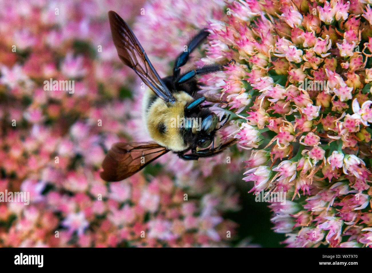 Bee Foto Stock