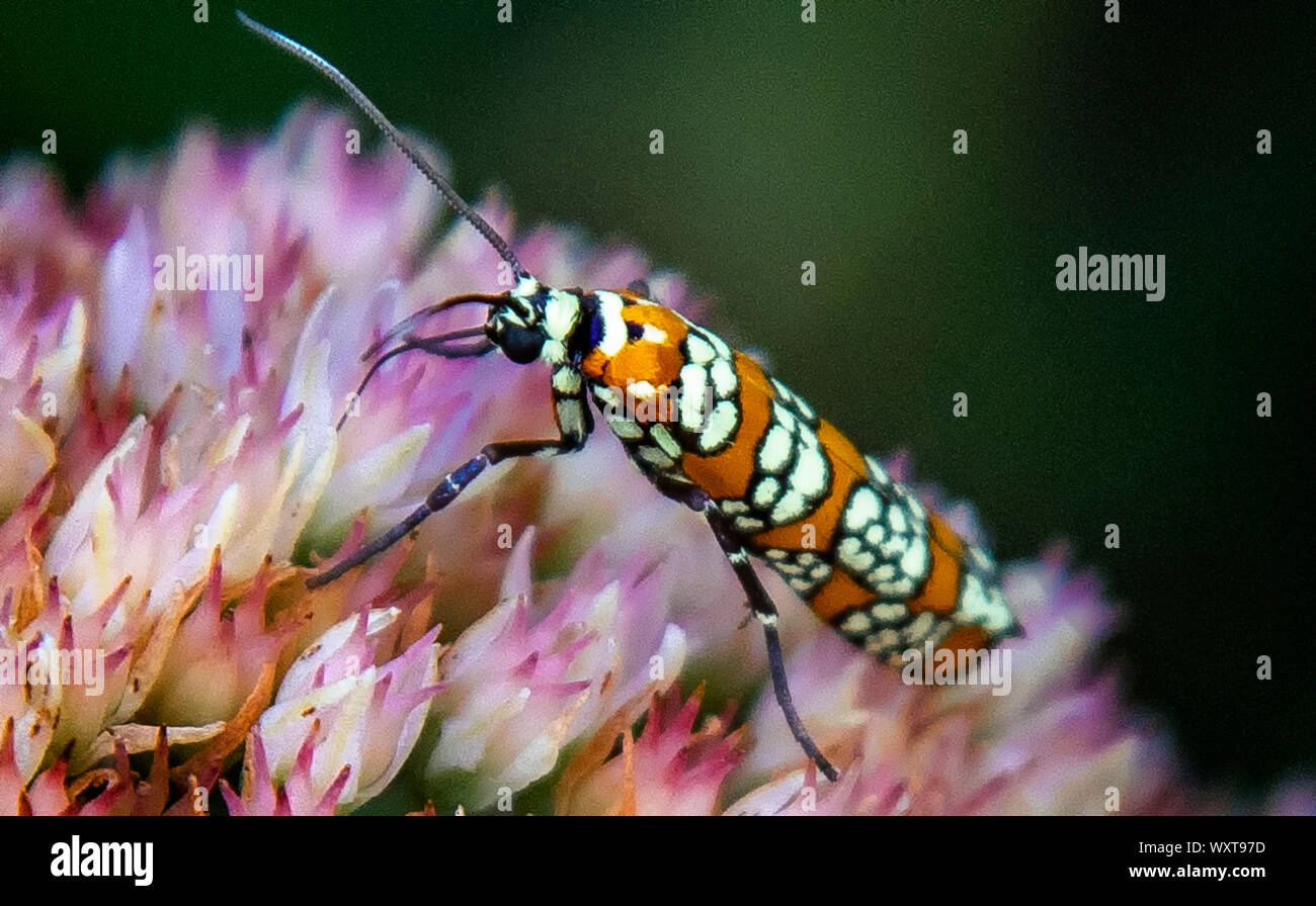 La ricerca per indicizzazione Foto Stock