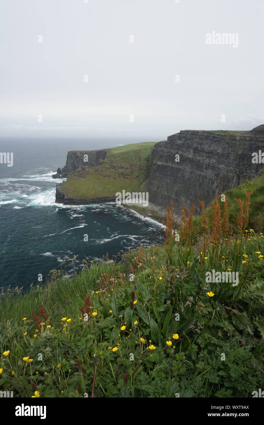 I fiori e le scogliere di Moher, Irlanda Foto Stock