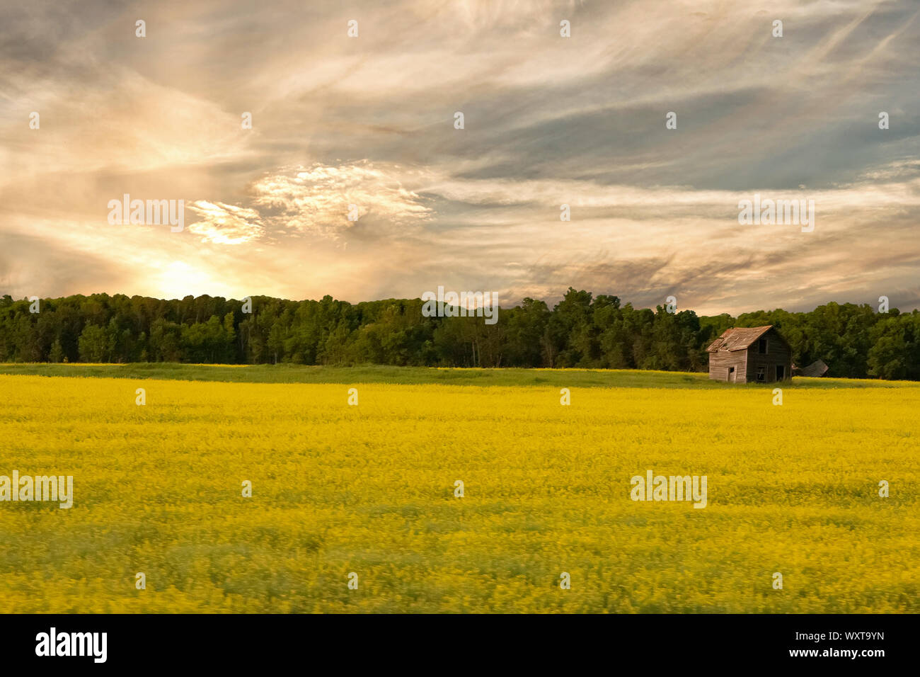I campi di giallo nelle zone rurali a Calgary, Canada Foto Stock