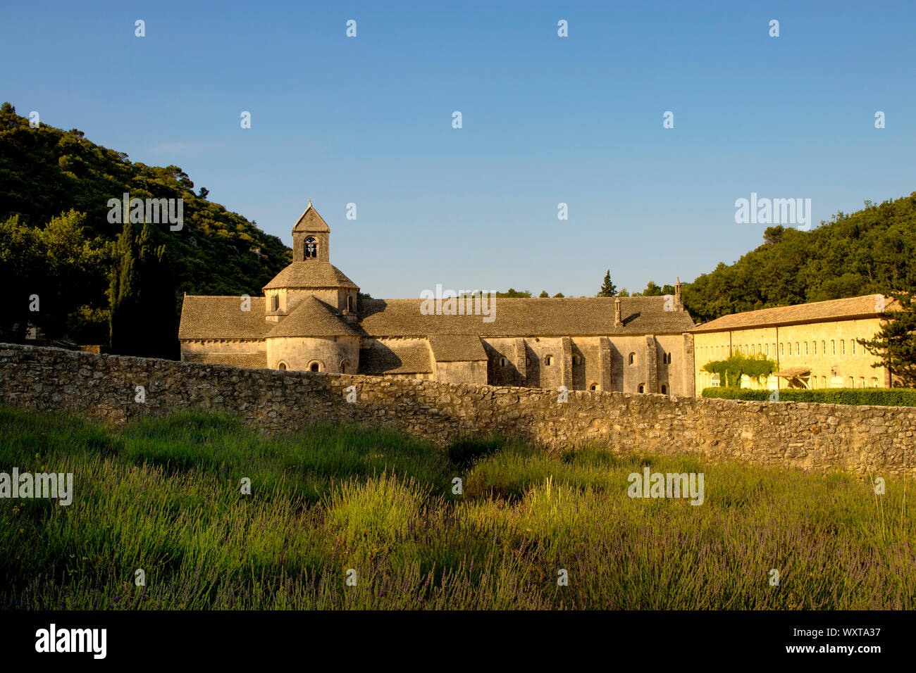 Abbazia di Sénanque è vicino a Gordes, Francia ed è la casa dei monaci cistercensi che procedono alla raccolta di lavanda Foto Stock