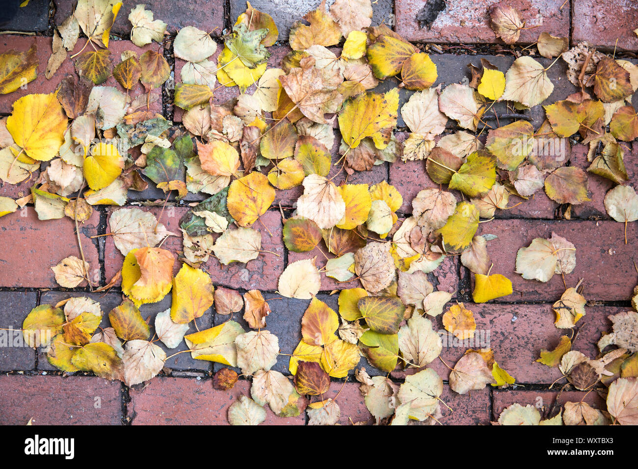 Foglie di autunno sul lastrico nel quartiere storico della città di Boston, Massachusetts, STATI UNITI D'AMERICA Foto Stock