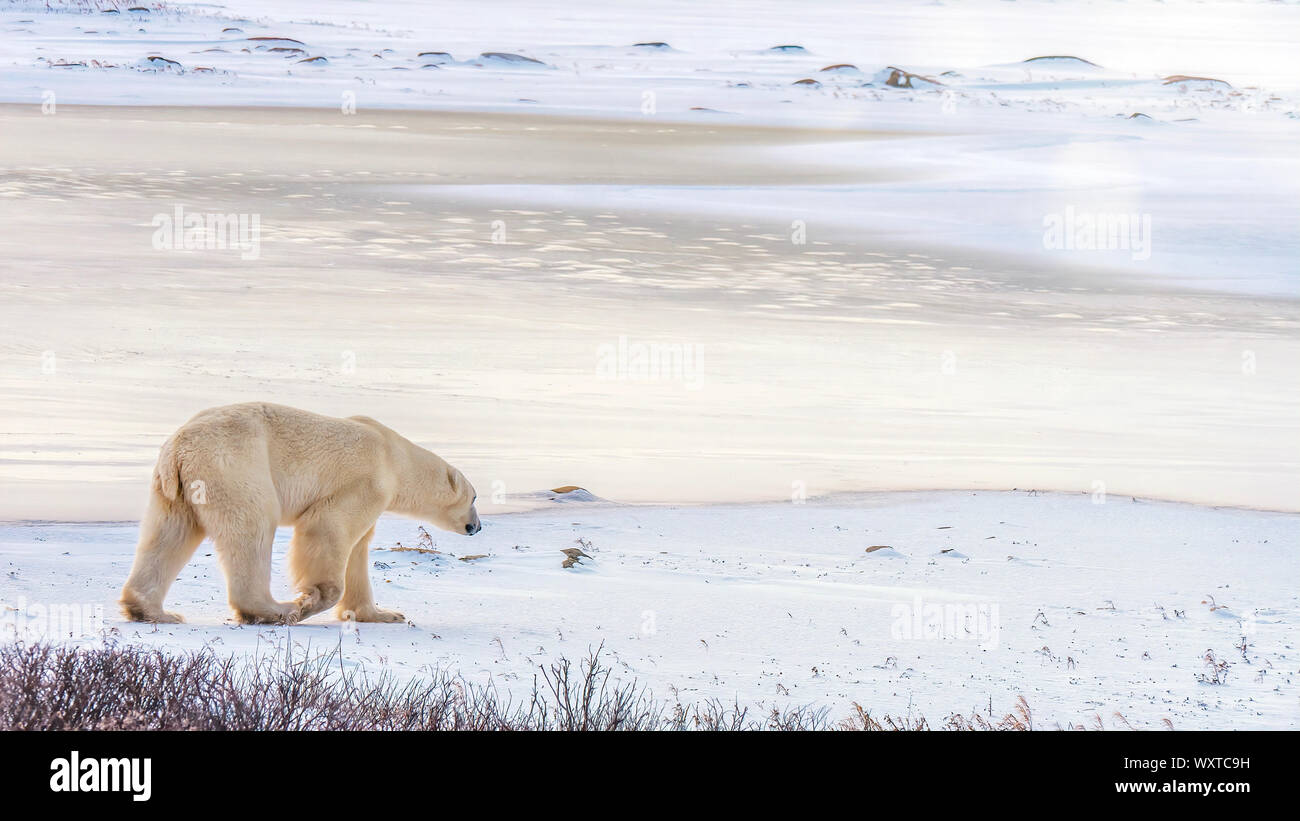 Un solitario orso polare passeggiate nella neve verso una patch di nuovo ghiaccio congelato in inizio di mattina di luce. Churchill, Canada. Foto Stock