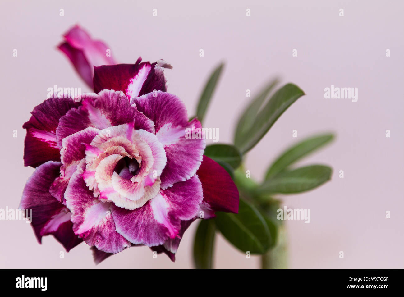 Bel fiore rosa o adenium su sfondo rosa. Preparate la pagina master per invito con copia spazio. Close up. Foto Stock