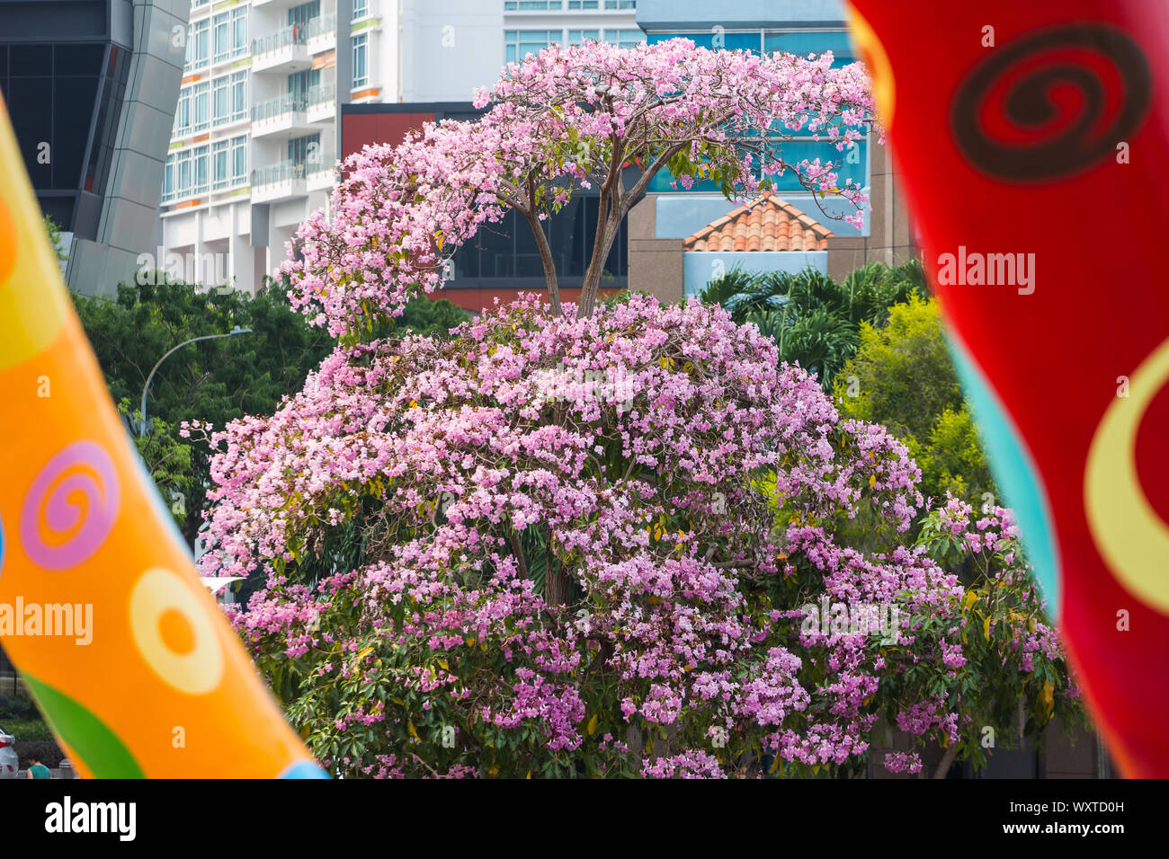 Bouganville in fiore rosa/viola che abbelliscono il circostante consente al pubblico un più sublime dell'umore. Singapore. Foto Stock