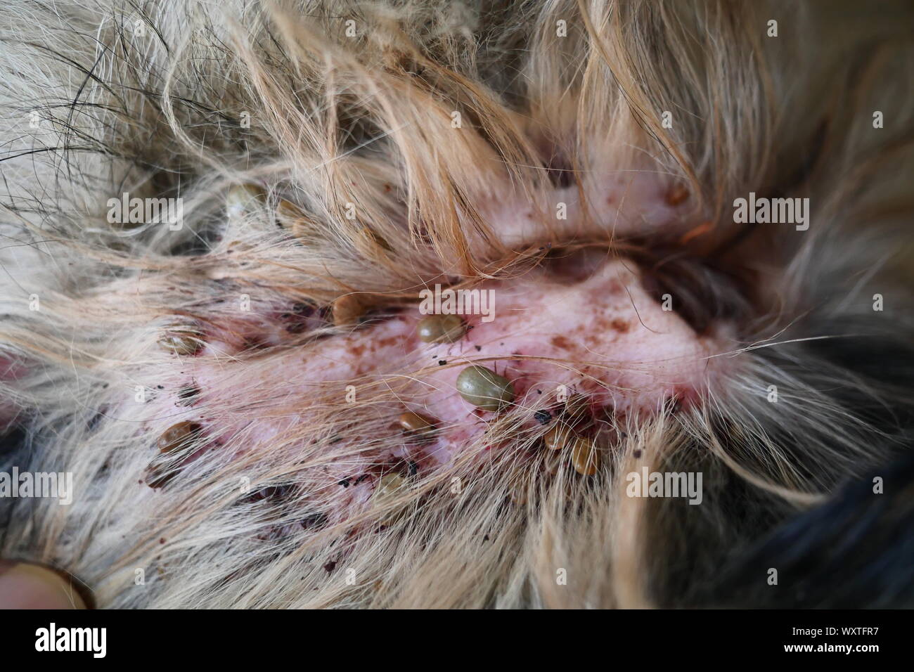Gruppo di cane bruno zecche sul orecchio, il segno di spunta è il pompaggio del sangue del pet Foto Stock