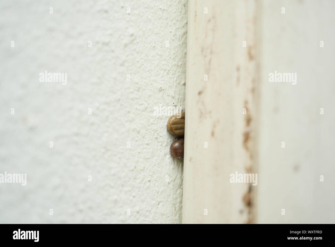 Due cane bruno tick sulla parete, il segno di spunta è nascosto in un vicolo sulla parete di uovo di laici Foto Stock
