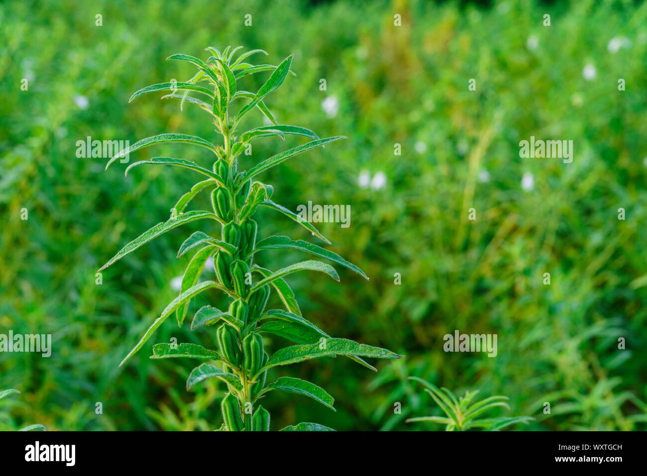 Semi di sesamo fiore su albero in campo, sesamo un alto pianta erbacea annuale di tropicale Foto Stock