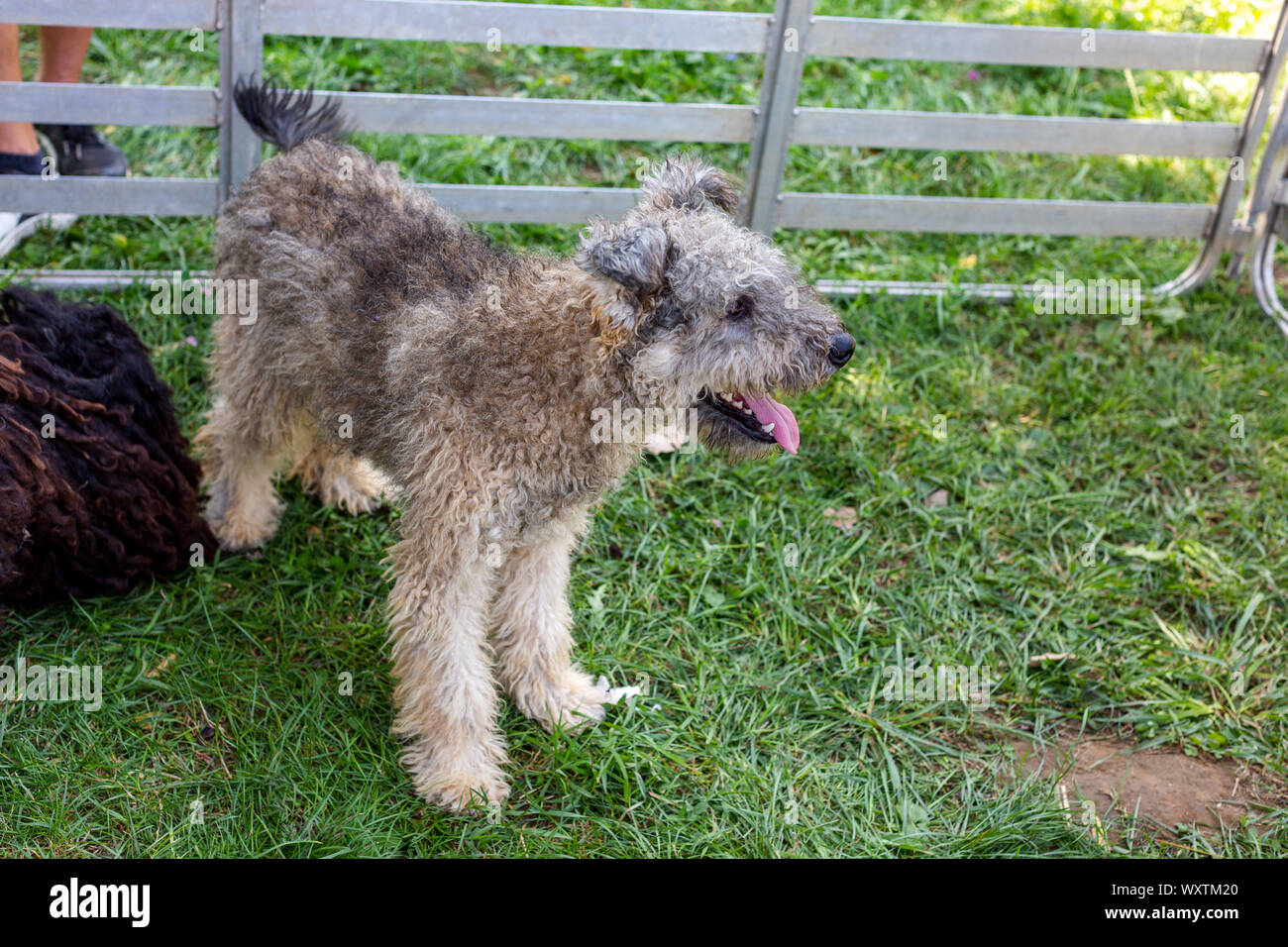 Pumi è medio-piccola razza di cane di pecora da Ungheria Foto Stock