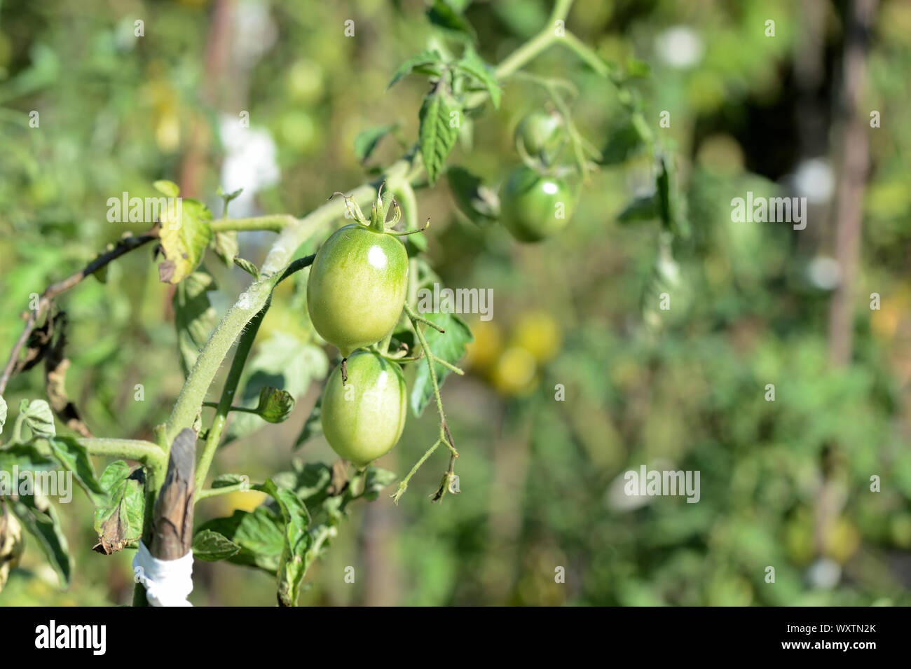 Acerbi pomodori verdi nel giardino estivo. Il pomodoro verde su un ramo di close-up nella giornata di sole Foto Stock