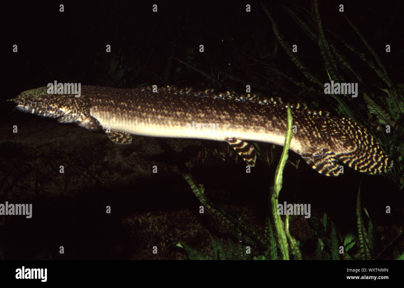 Ornati, bichir Polypterus ornatipinnis Foto Stock