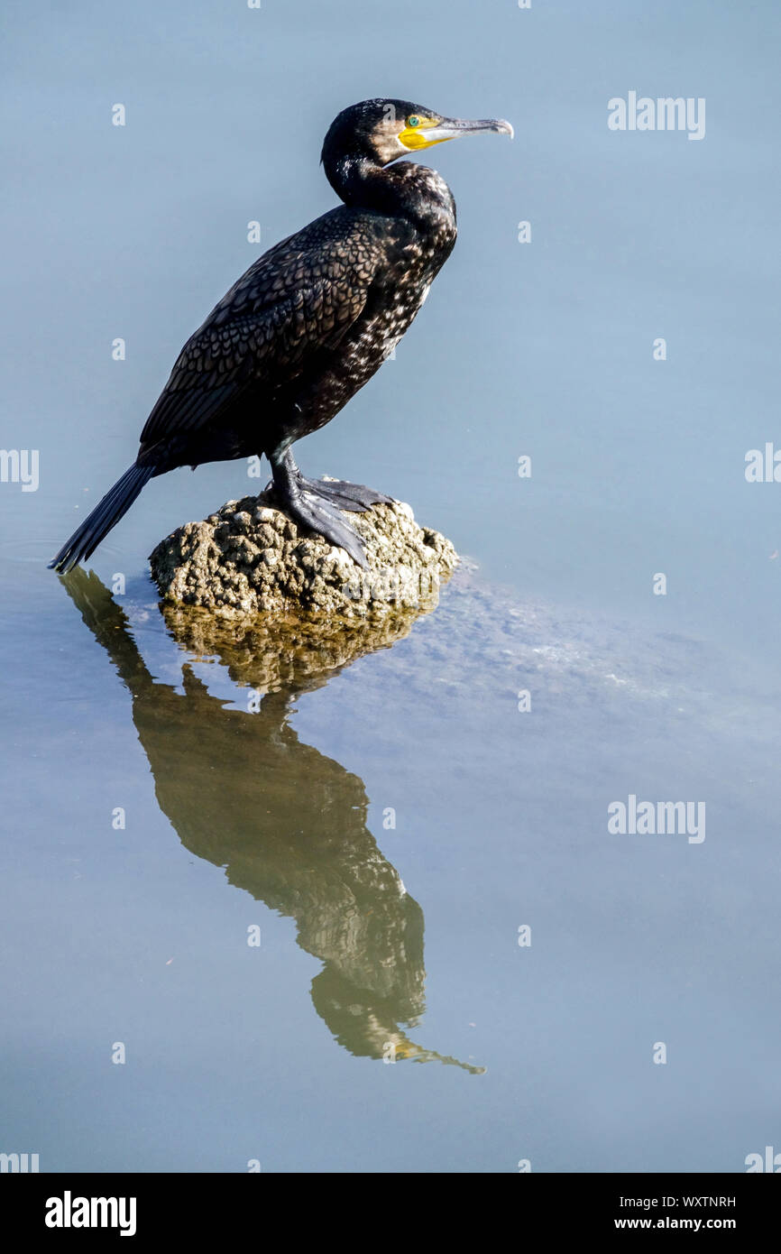 Cormorano phalacrocorax carbo sinensis arroccato sopra acqua naturale di Albufera Park Valencia Spagna Foto Stock