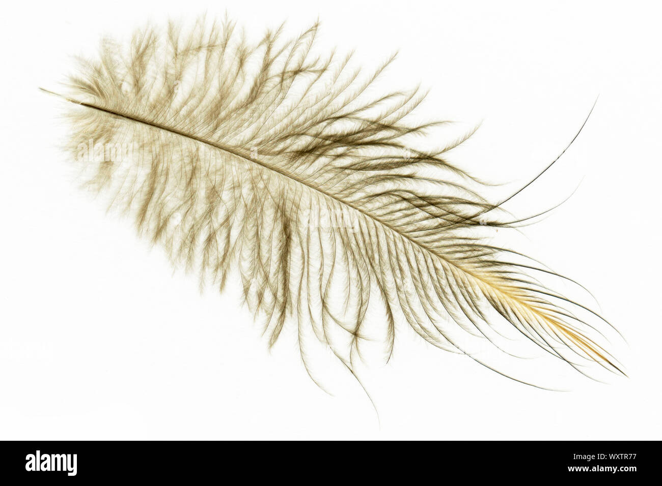 Una piuma della North Island brown kiwi, Apteryx mantelli, dalla Nuova Zelanda Foto Stock