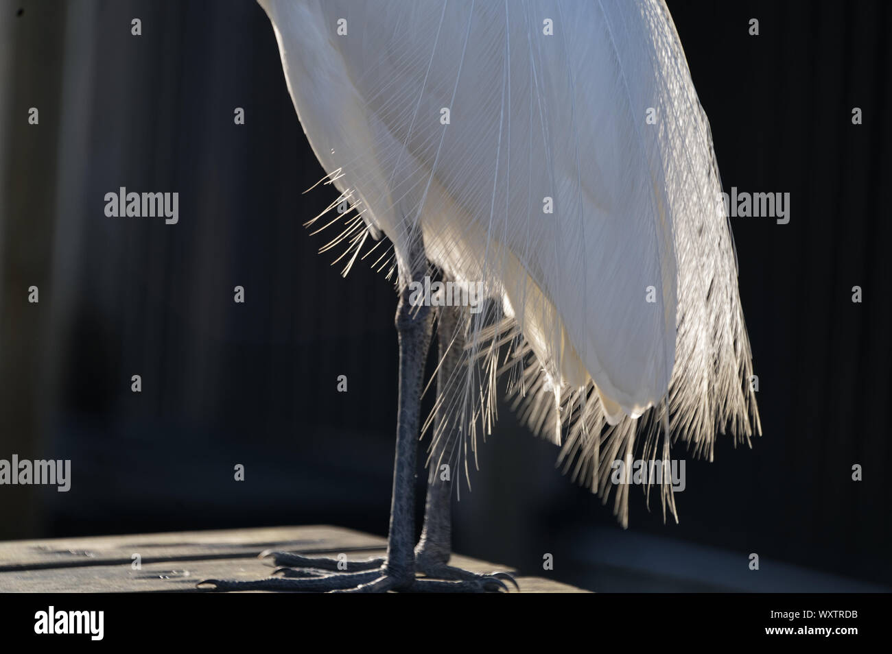 I pennacchi di un airone bianco sono retroilluminati da Il sole sorge su un tavolo Foto Stock