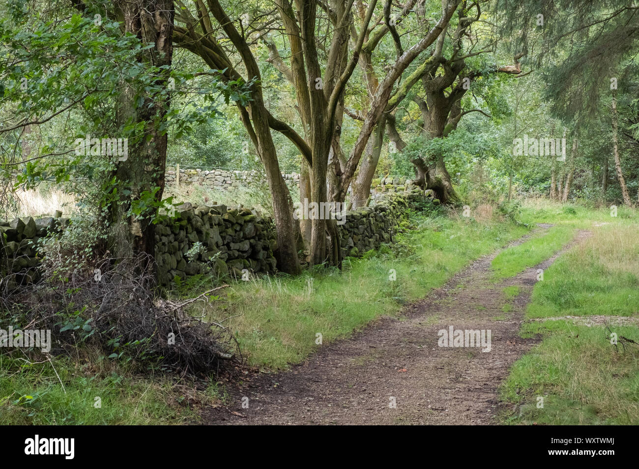 Una via costeggiata da alberi intrecciati sul bordo del bosco con un secco muro di pietra su un pomeriggio estivo nella valle di Washburn, Yorkshire Foto Stock