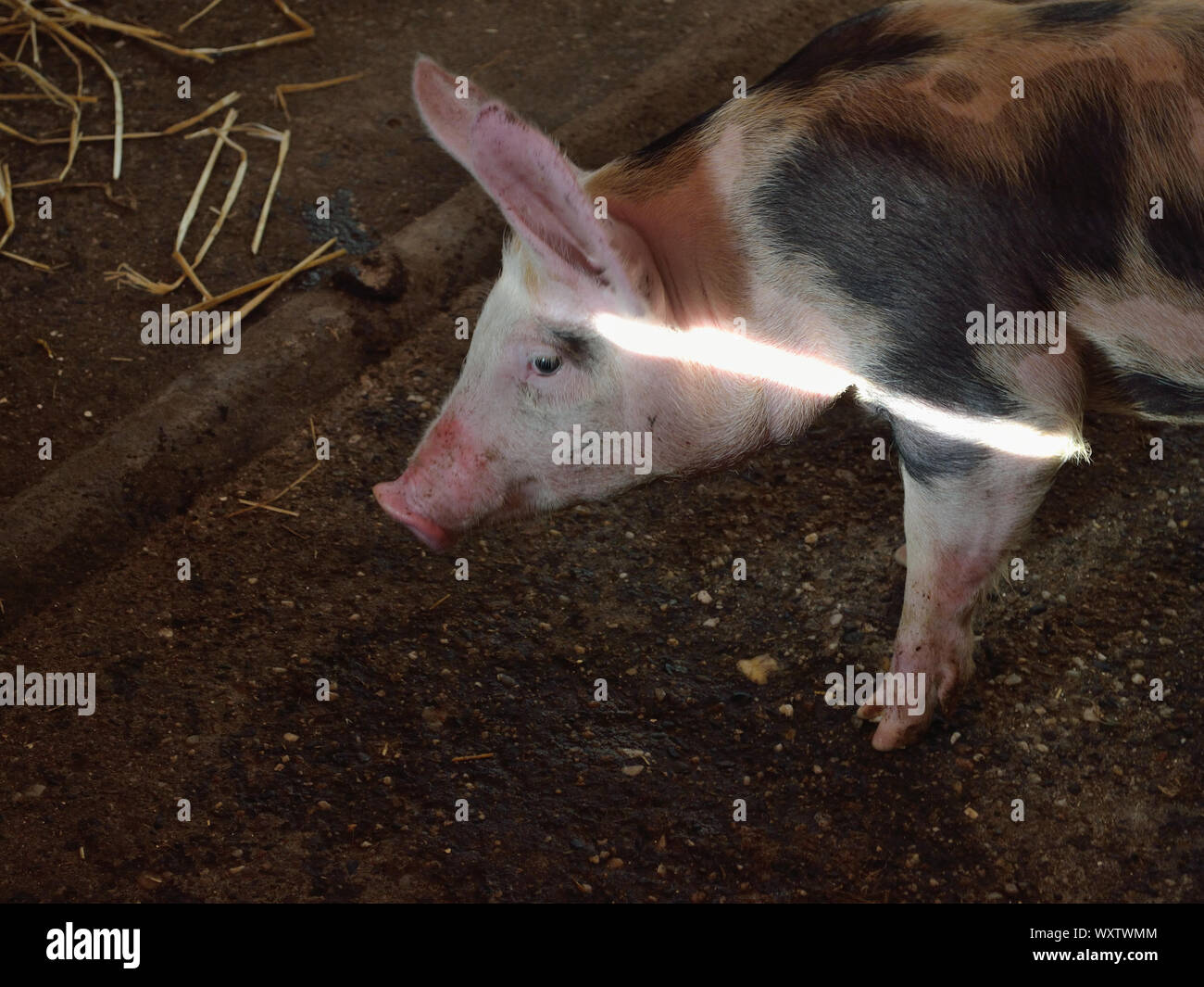 Maialino con macchie di penna in fattoria, scrofus Sus domesticus, Serbia, Europa Foto Stock