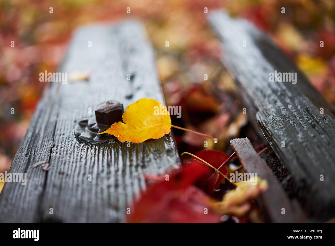 Caduta foglie su un umido legno marcio log durante l'autunno in Windsor, Sonoma County, California. Foto Stock