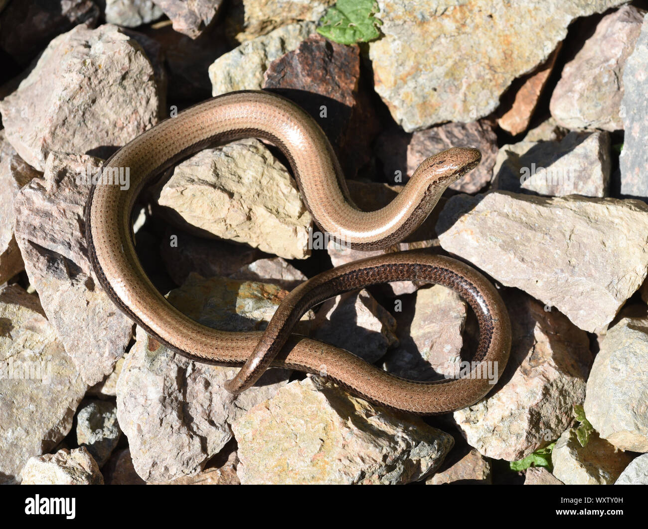 Die Blindschleiche Anguis fragilis ist eine Echse, hat keine Beine und gehoert zu den Reptilien. Il slowworm Anguis fragilis è una lucertola, non ha le gambe Foto Stock