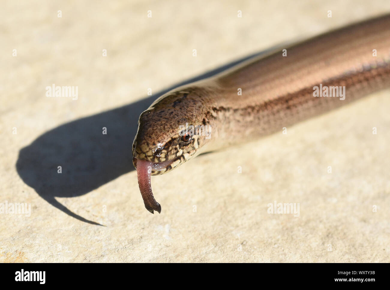 Die Blindschleiche Anguis fragilis ist eine Echse, hat keine Beine und gehoert zu den Reptilien. Il slowworm Anguis fragilis è una lucertola, non ha le gambe Foto Stock