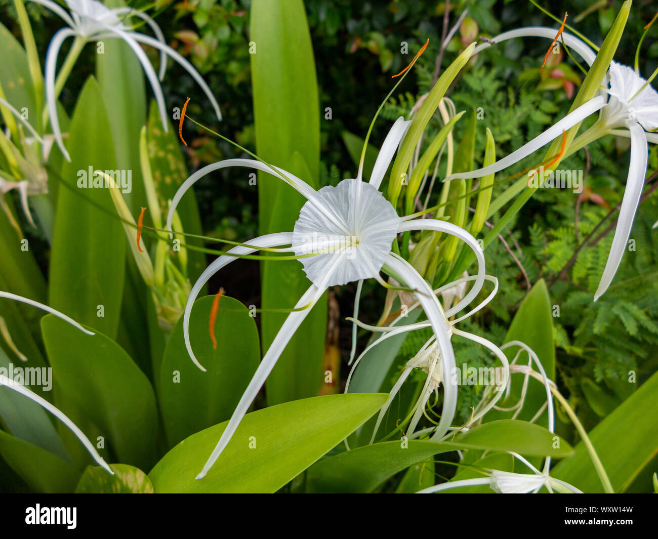 Un dettaglio di uno spider Lily (Hymenocallis) Foto Stock