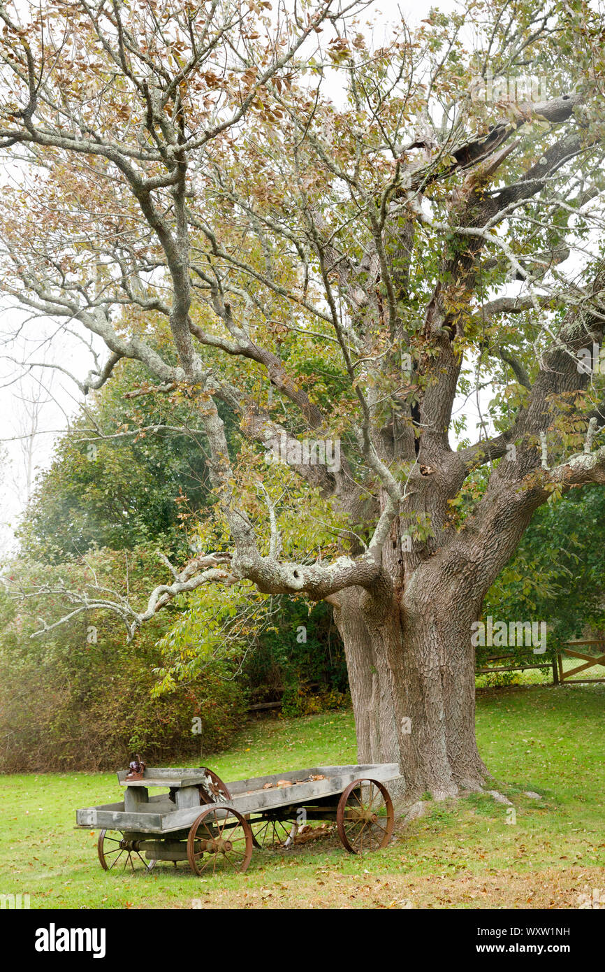 Antica fattoria di rimorchio da antichi alberi, Cape Cod, New England, STATI UNITI D'AMERICA Foto Stock