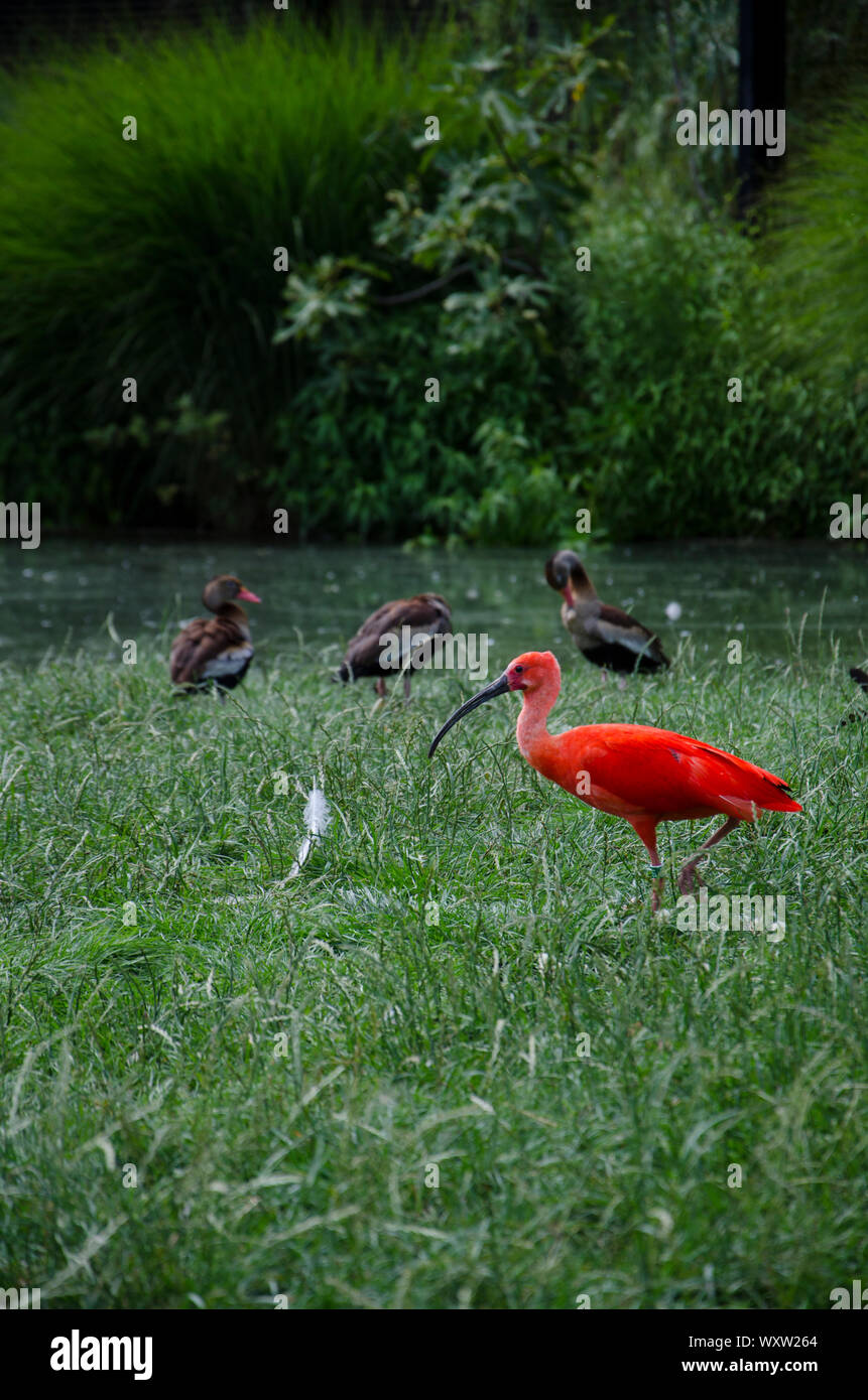 Scarlet Ibis o Eudocimus. close up e isolato di color rosso uccello con un lungo Becco Affilato Foto Stock