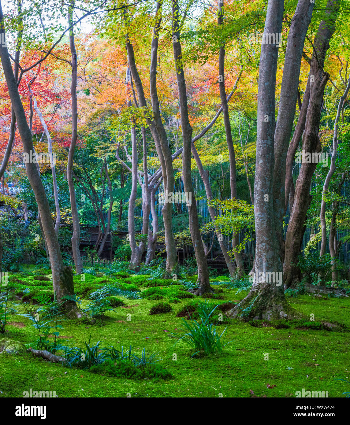 Gioji-Temple moss tempio, western Kyoto, Giappone Foto Stock