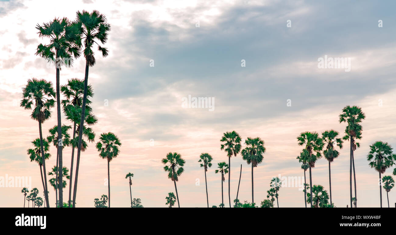 Sugar Palm tree in Thailandia con il bellissimo tramonto Cielo. Bellissimo modello di zucchero parm albero in estate. Il paesaggio rurale della natura. Romantico cielo rosa Foto Stock