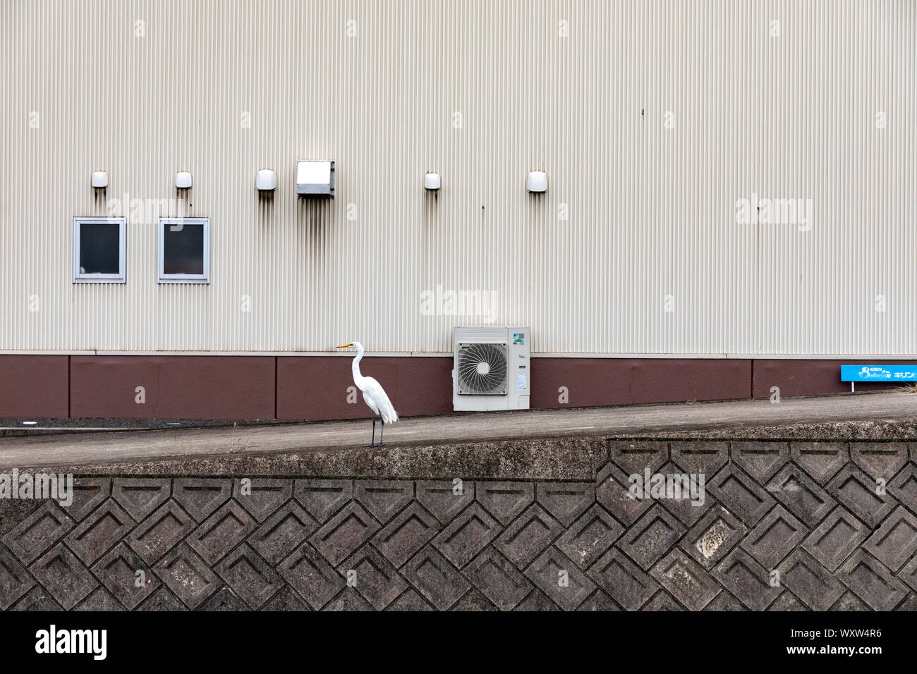 Grande orientale garzetta (Ardea alba modesta) al di fuori dell edificio industriale; Giappone Foto Stock