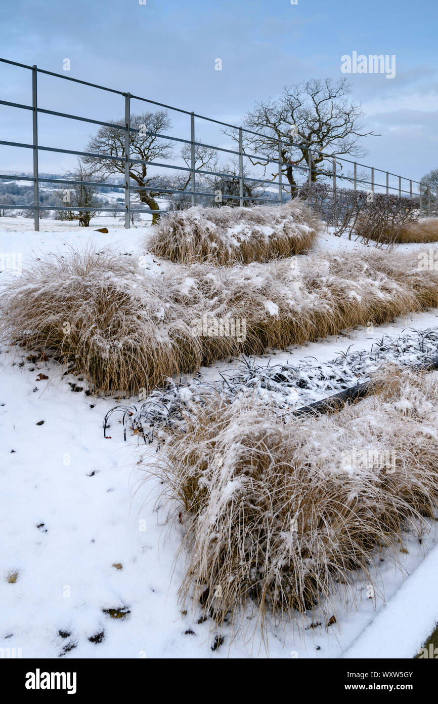 Piante erbacee da confine con design elegante e contemporaneo (graminacee in linee) - close-up di angolo della coperta di neve winter garden - Yorkshire, Inghilterra, Regno Unito Foto Stock