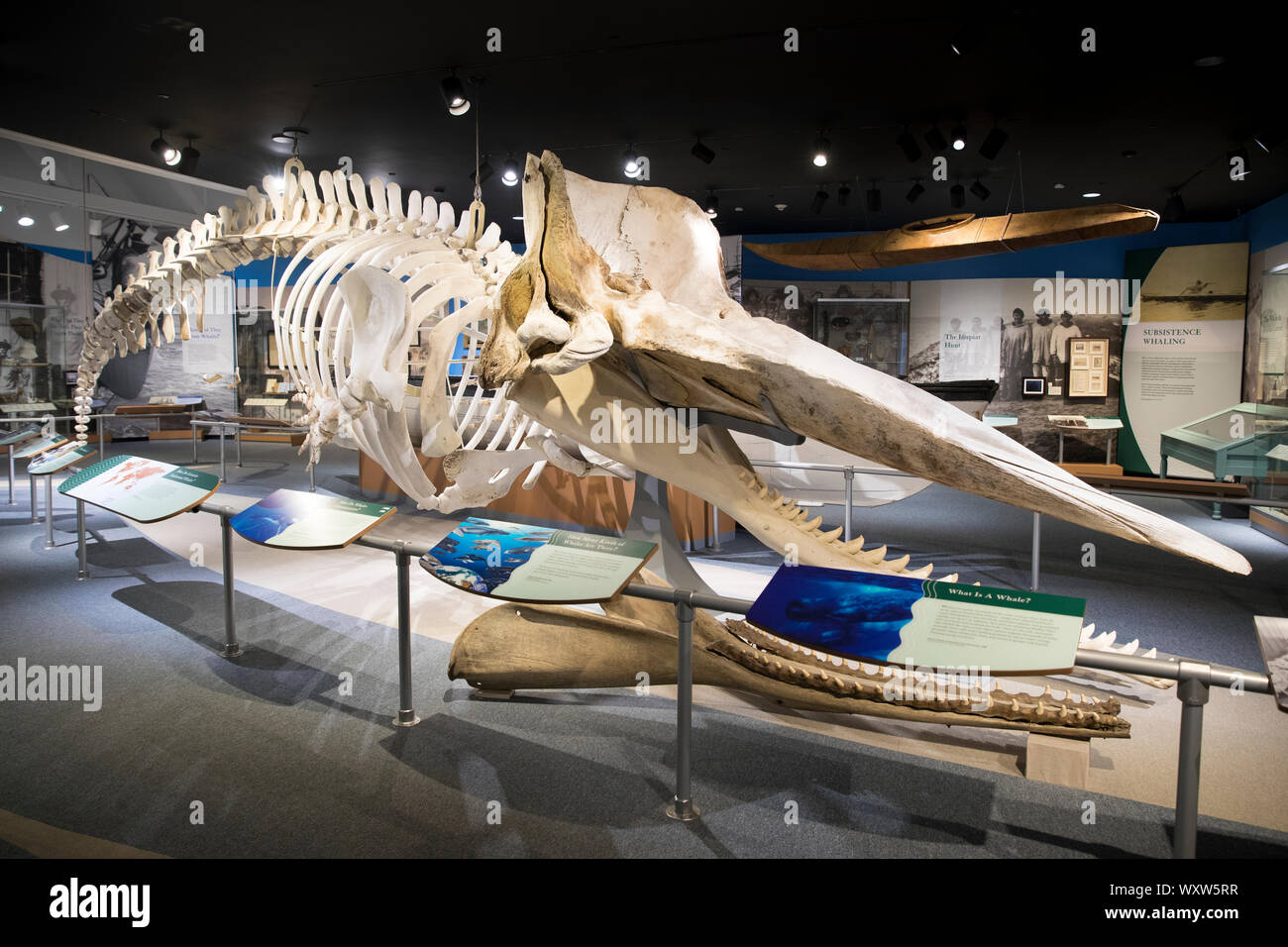 Scheletro di sperma balena 49 piedi lungo e la pesatura di 90.000 sterline di New Bedford Whaling Museum, Massachusetts, STATI UNITI D'AMERICA Foto Stock