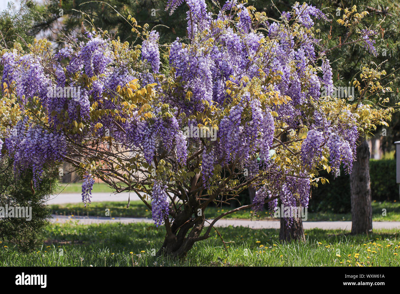 Infiorescenza lussureggiante glicine in una giornata di sole Foto Stock