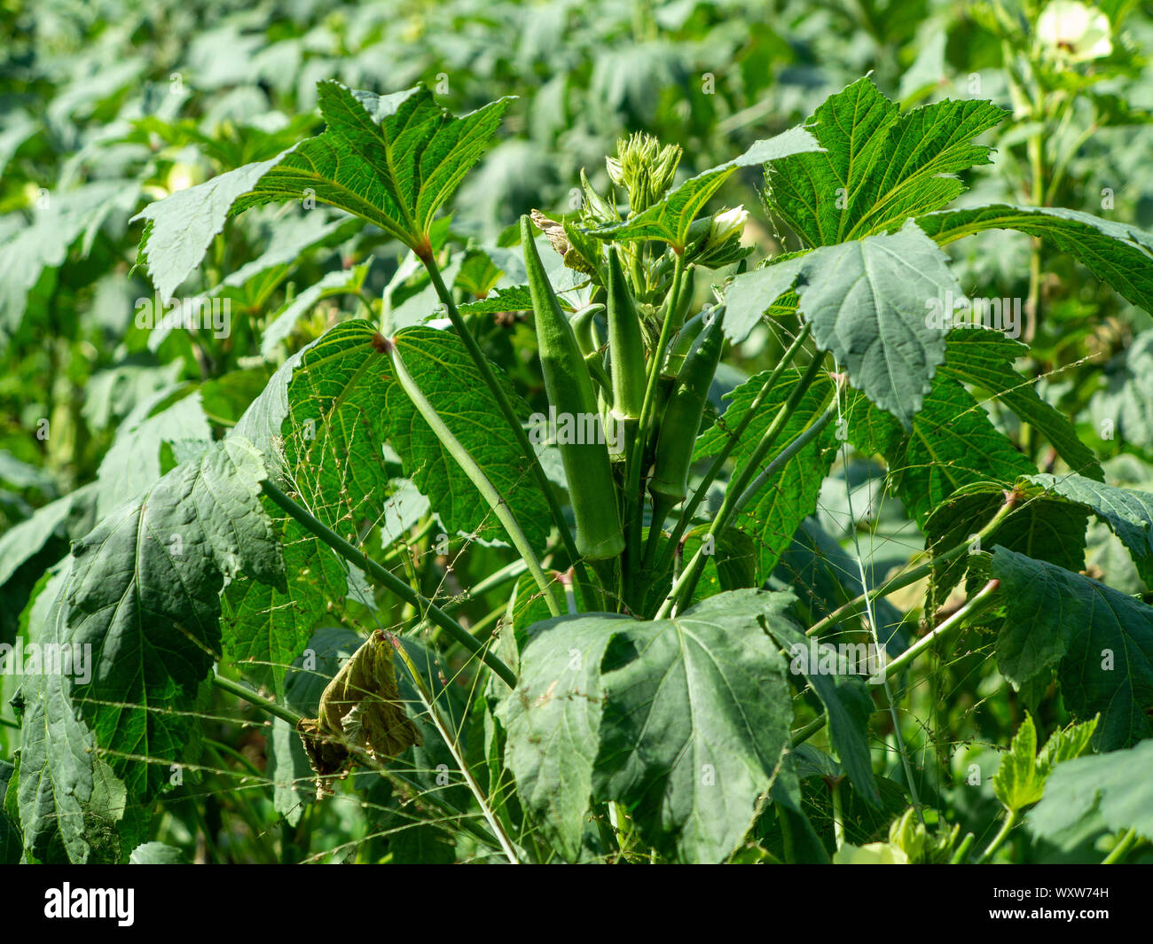 Un piccolo campo di Okra crescendo in Bermuda Foto Stock