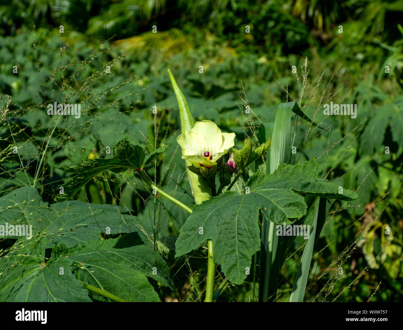 Un piccolo campo di Okra crescendo in Bermuda Foto Stock