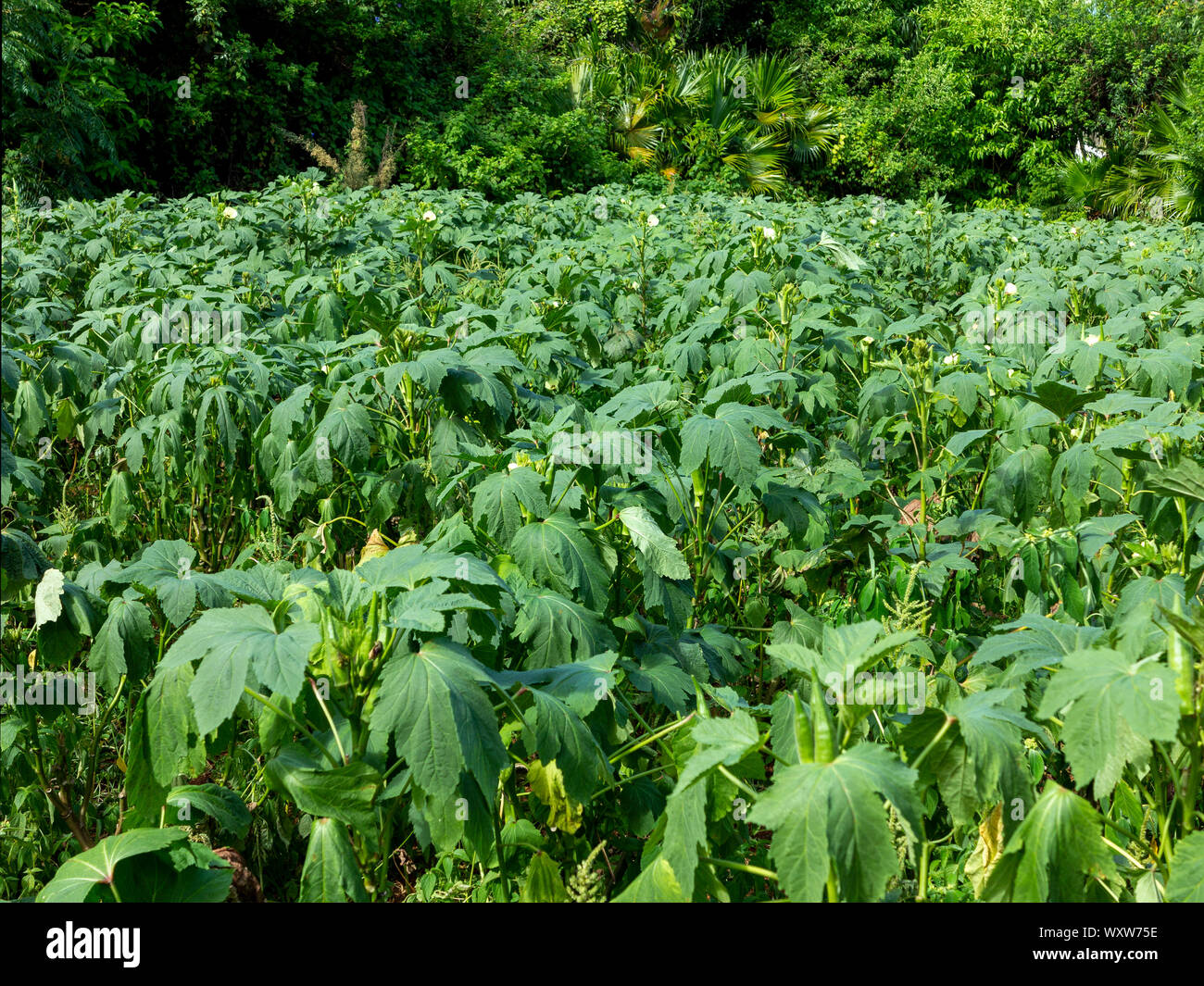 Un piccolo campo di Okra crescendo in Bermuda Foto Stock