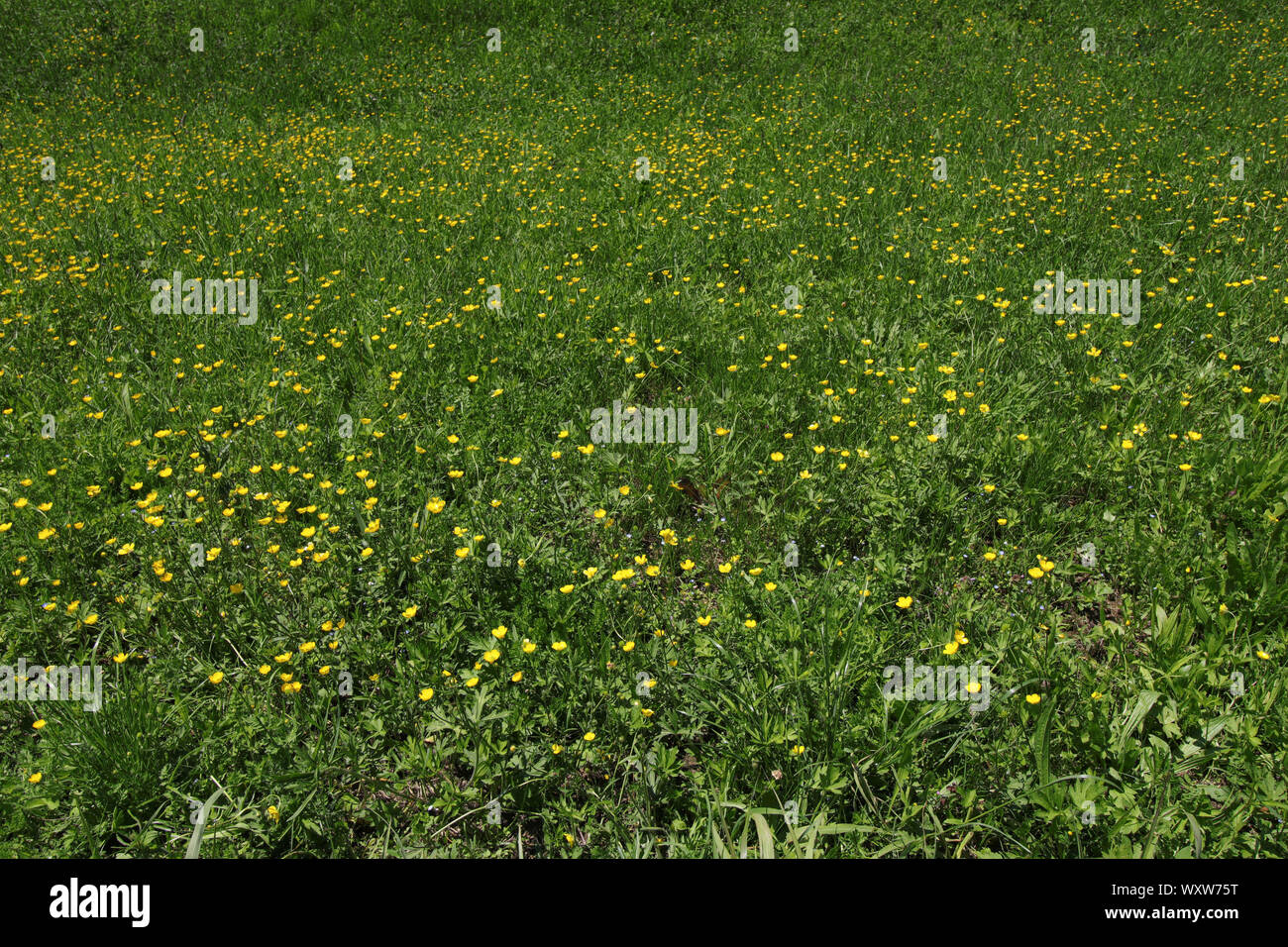 Glade con prato verde e fiori gialli di celandine in una giornata di sole Foto Stock