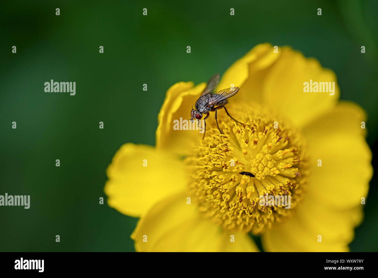 Volare e piccolo bug appollaiate su un fiore giallo Foto Stock