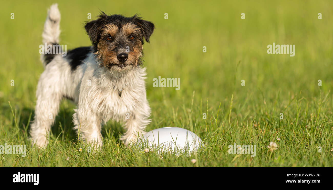 Piccolo Jack Russell Terrier è in piedi accanto a un proiettile ed è in attesa. Sporty cane obbediente in formazione Foto Stock