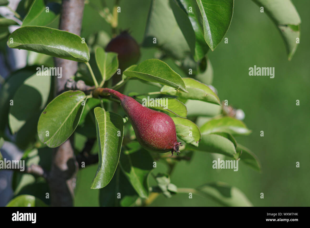 Little Red pera su un ramo di albero, la maturazione dei frutti Foto Stock