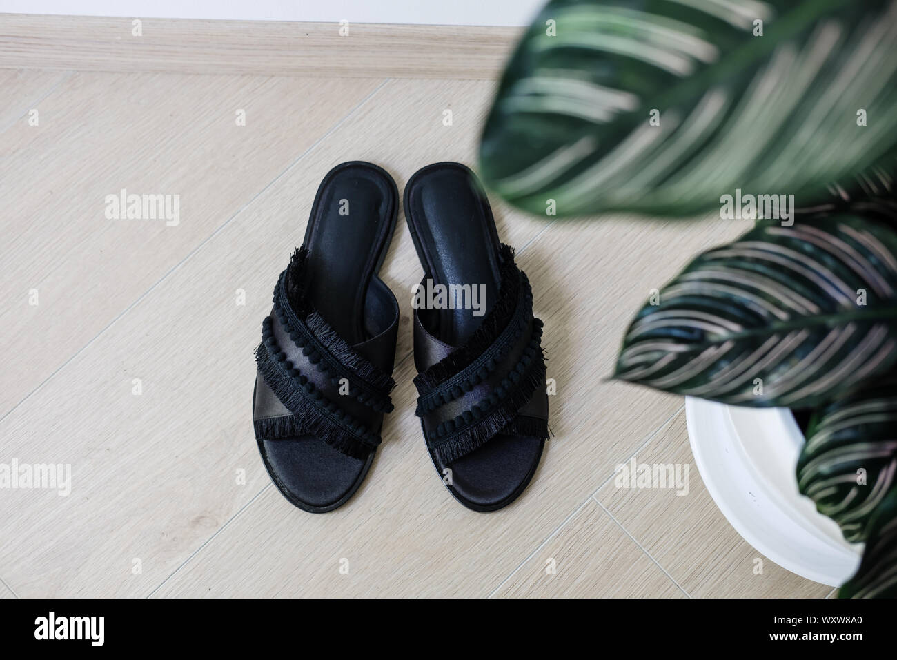 Donna elegante nero sandali da sopra. Pianta verde. Il minimalismo moda blogging concetto. Copyspace Foto Stock