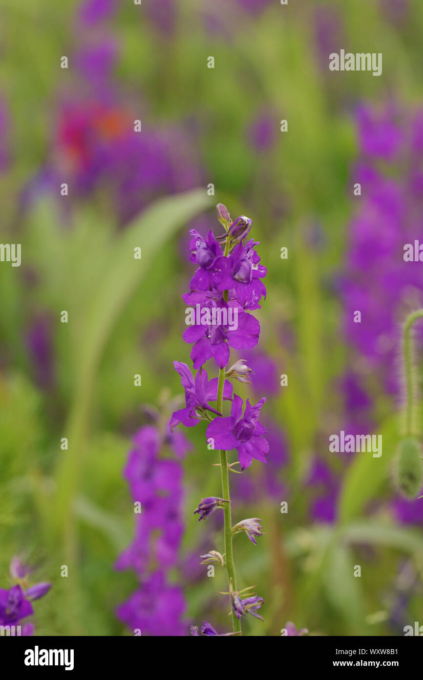 Solido campo floreale delphinium sfondo con fiori viola Foto Stock