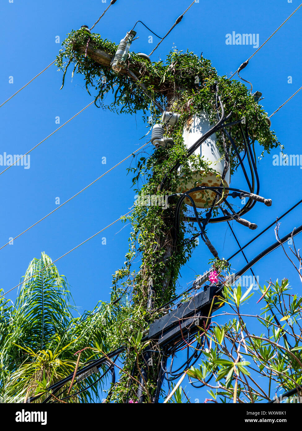 Le linee di alimentazione e pali dell'elettricità ricoperta da piante rampicanti contro un cielo blu in Bermuda Foto Stock
