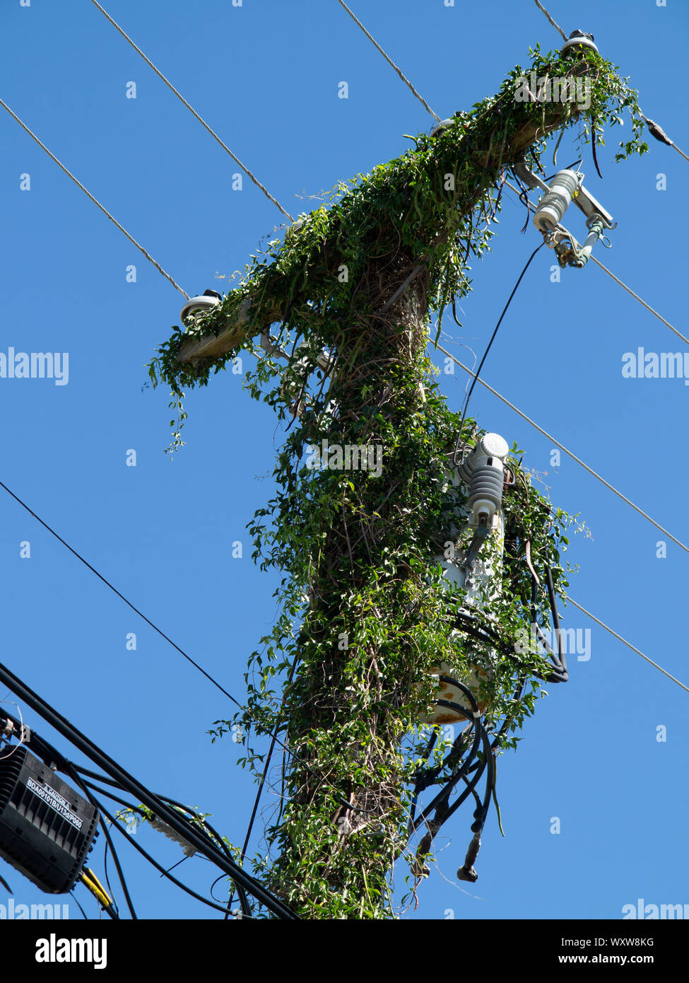 Le linee di alimentazione e pali dell'elettricità ricoperta da piante rampicanti contro un cielo blu in Bermuda Foto Stock