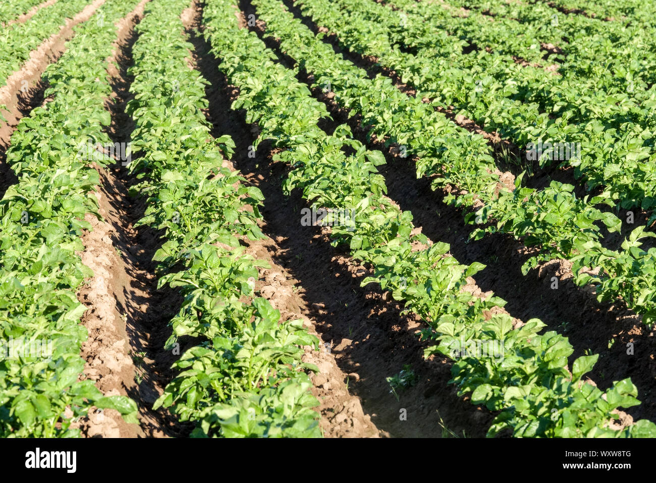 Righe di patate in crescita in campo Spagna Foto Stock