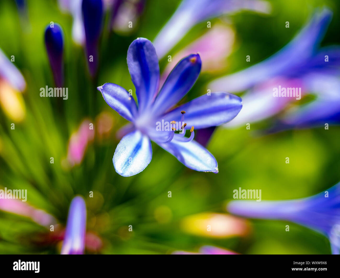 Agapanthus flower close up immagine Foto Stock
