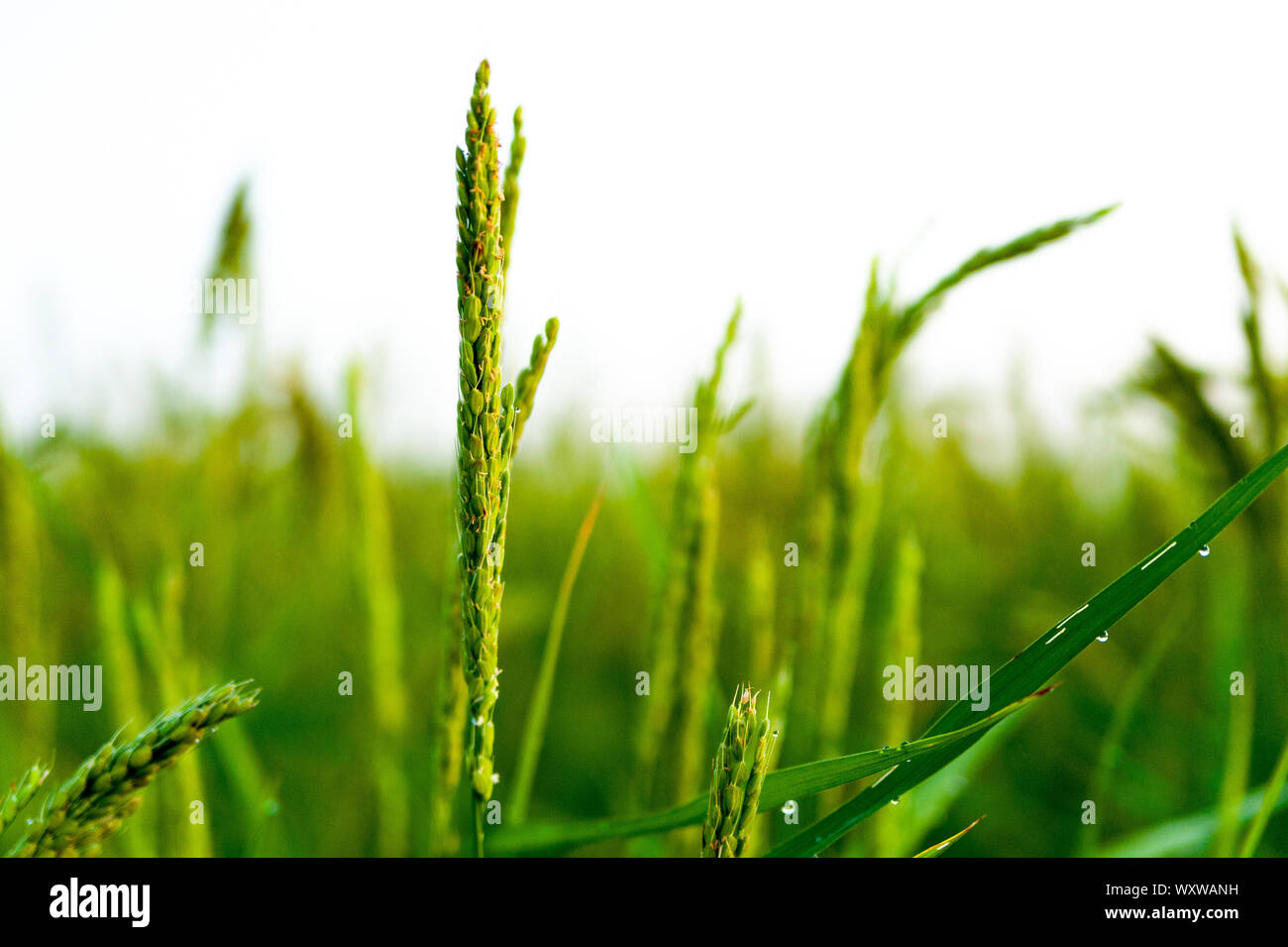 Chiusura del singolo riso verde orecchie con grani. Il riso è il principale agricoltura e alimentazione di risorsa per una grande parte della popolazione mondiale, ora in productio Foto Stock