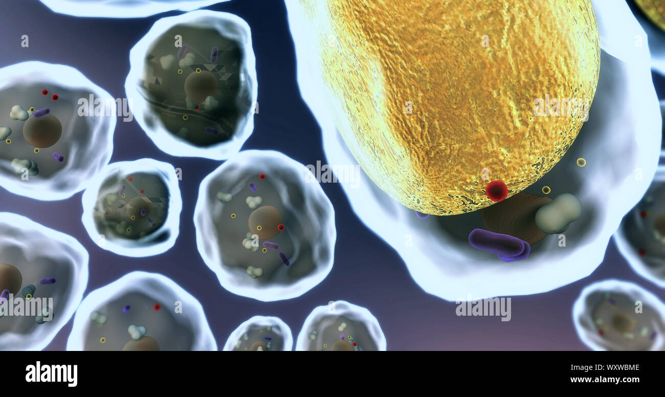 Campo di cellule di grasso, alta qualità 3D render di celle, campo di celle, la struttura della molecola, struttura di cella, la divisione delle cellule umane Foto Stock