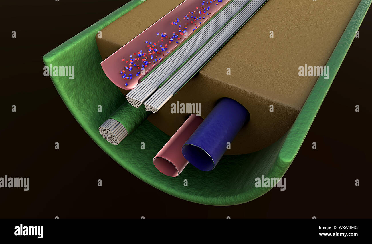 Attivo di cellule nervose umani nel sistema neurale, impulsi di neurone, il premistoppa produrre ormone Foto Stock