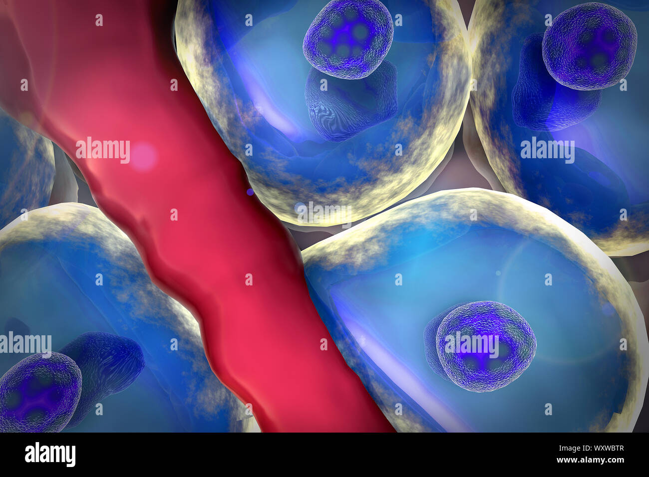 Il metabolismo, la cellula vivente, gruppo di celle Foto Stock
